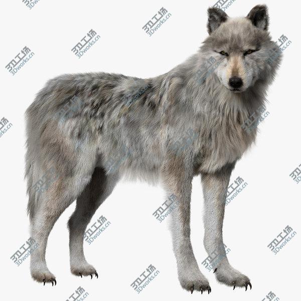 images/goods_img/20210312/White Wolf (Fur) (Rigged) 3D model/1.jpg